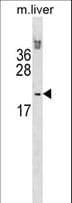 HOXB6 Antibody (aa18-45)