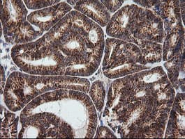 MRPS34 Antibody (clone OTI4H2, Carrier-free)