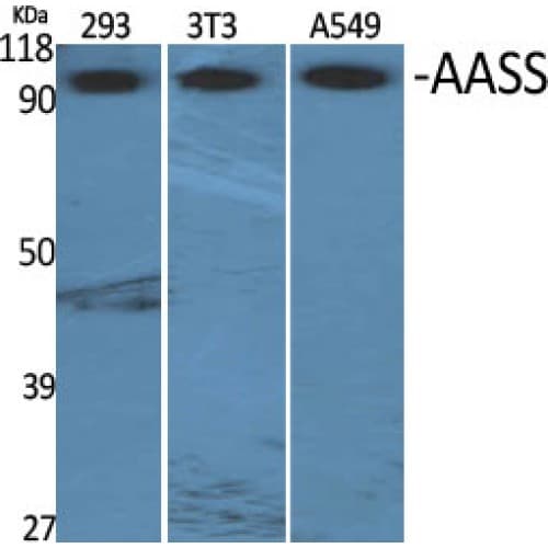 AASS / LKR / SDH Antibody (220-300 aa, Internal)
