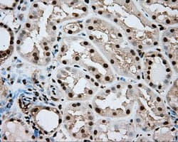 ERCC1 Antibody (clone OTI2H5)