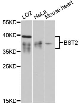 BST2 Antibody