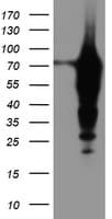 EPN2 Antibody (clone OTI1C2)