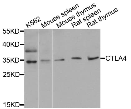 CTLA4 / CD152 Antibody