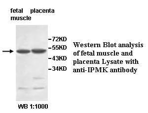 IPMK Antibody (aa18-182)