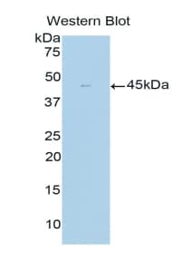 GLUL / Glutamine Synthetase Antibody (aa1-373)
