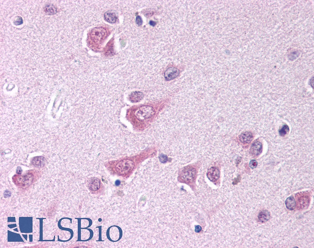 IHC-plus™ CLOCK Antibody