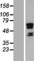 RSPRY1 Protein (Over-Expression Lysate Myc-DDK (Flag))