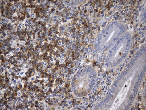 Monoclonal Mouse anti-Human CD99 Antibody (clone UMAB262, Carrier-free, IHC)