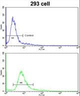 HOXA5 Antibody (aa196-223)