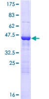 Human BAG2 Protein (Recombinant GST)