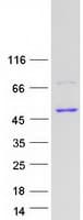 Human CPB / Carboxypeptidase B Protein (Recombinant Myc-DDK (Flag))