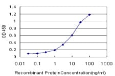 CYP19 / Aromatase Antibody (clone 2B6)