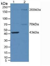 NOS1 / nNOS Antibody (aa1199-1399, APC)
