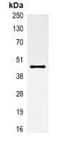 ACTA1 / Skeletal Muscle Actin Antibody