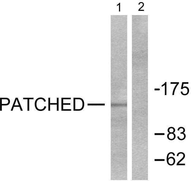 PTCH1 / Patched 1 Antibody