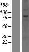 CNOT10 Protein (Over-Expression Lysate Myc-DDK (Flag))