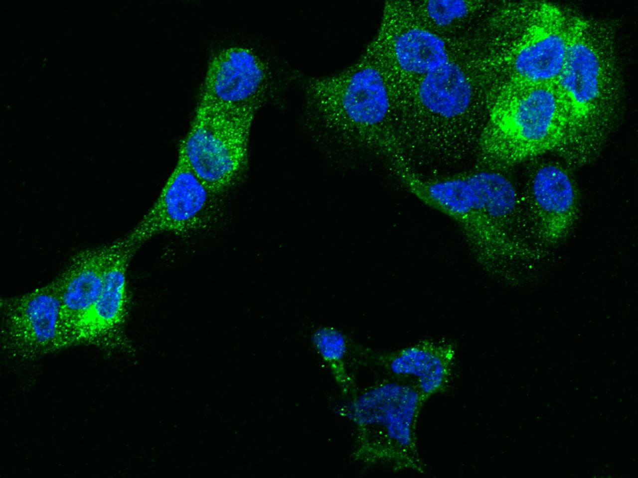 Monoclonal Rabbit anti-Human CD225 / IFITM1 Antibody (clone 021, Preservative Free, IF, WB)
