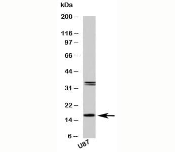 FABP7 / BLBP / MRG Antibody (C-Terminus)