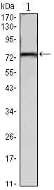 KLHL22 Antibody (clone 7B10)