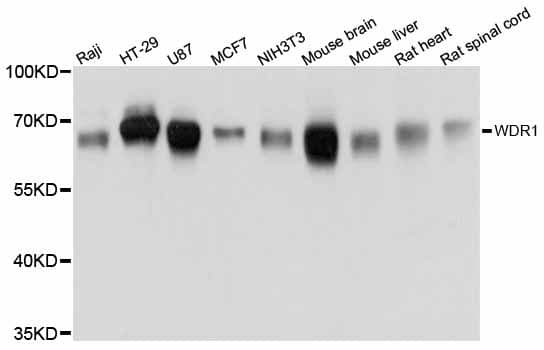 WDR1 Antibody