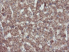 ECI2 / PECI Antibody (clone OTI1C8)