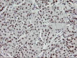 TLE1 / TLE 1 Antibody (aa180-460, clone OTI1F5)