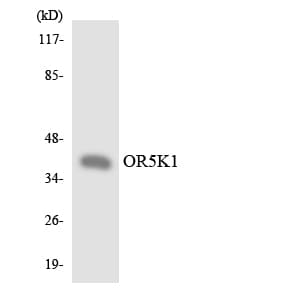 Polyclonal Rabbit anti-Human OR5K1 Antibody (aa46-95, WB)