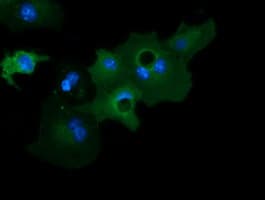 GAS7 Antibody (clone OTI2F6)