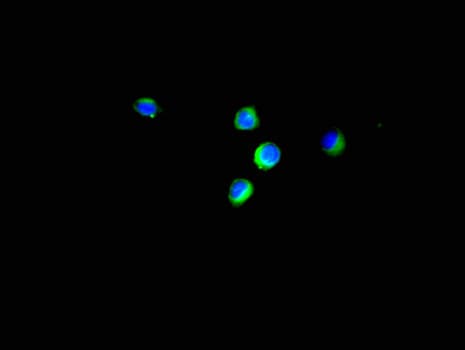 EIF4EBP1 / 4EBP1 Antibody