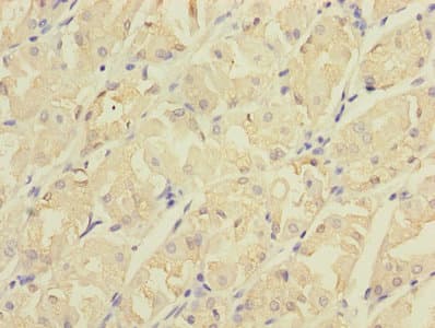 Polyclonal Rabbit anti-Human CDC42EP2 Antibody