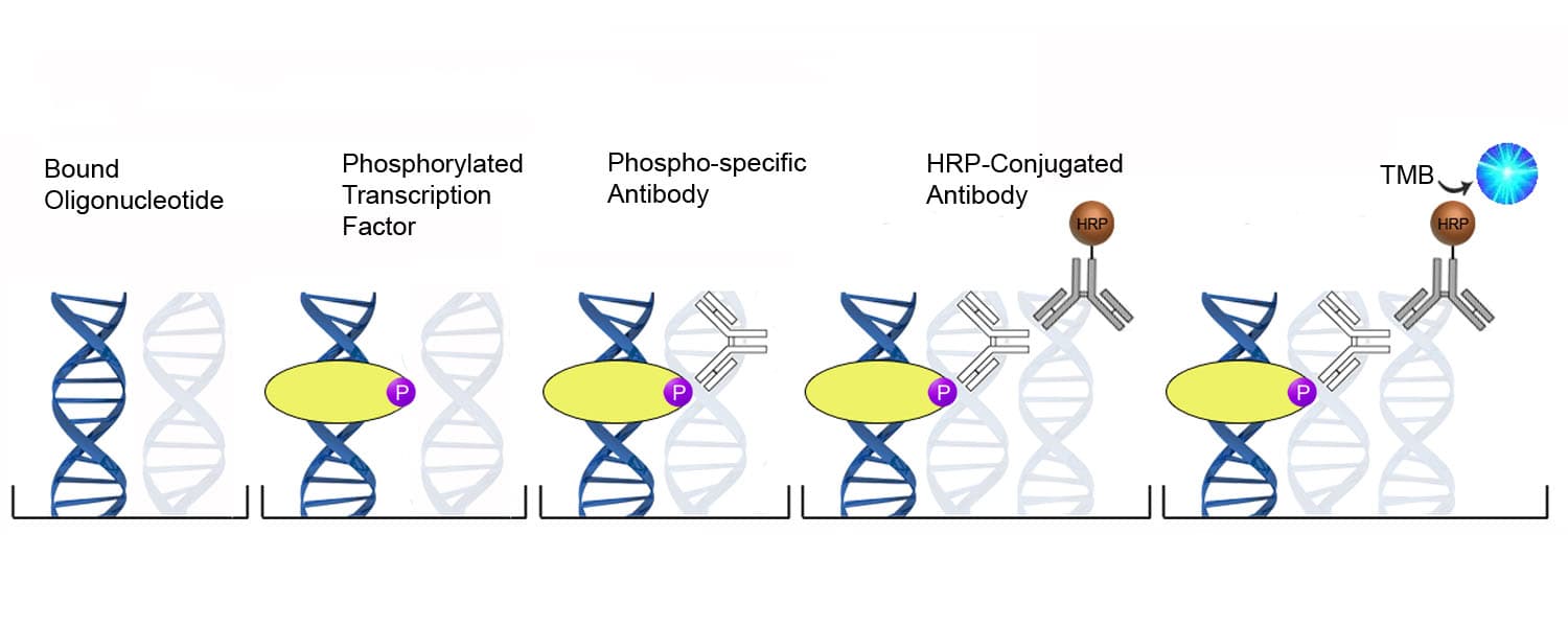 Mouse/Human MEF2C ELISA Kit (DNA-Binding ELISA)