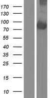 EFR3A Protein (Over-Expression Lysate Myc-DDK (Flag))
