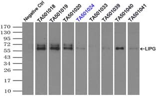 LIPG / Endothelial Lipase Antibody (clone OTI4C1, Carrier-free)