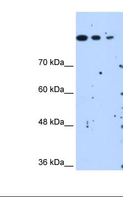 SETD2 Antibody (aa323-372)