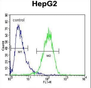 HEXA Antibody (aa315-343)