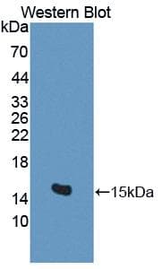 BAMBI Antibody (aa29-130)
