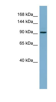 RAI14 Antibody (aa647-696)