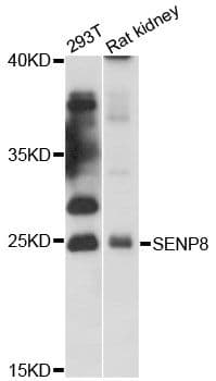 SENP8 Antibody