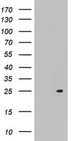 ARFL3 / ARL3 Antibody (aa2-182, clone OTI3A10)