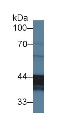 CLU / Clusterin Antibody (aa20-439, APC)