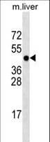 PCMTD1 Antibody (aa19-48)