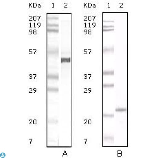 Monoclonal Mouse anti-Human Apolipoprotein A-V Antibody (WB)
