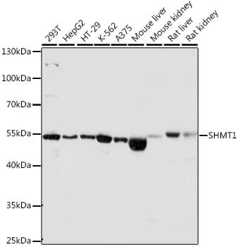SHMT / SHMT1 Antibody
