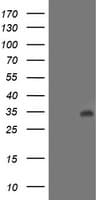 LACTB2 Antibody (clone OTI4E7)