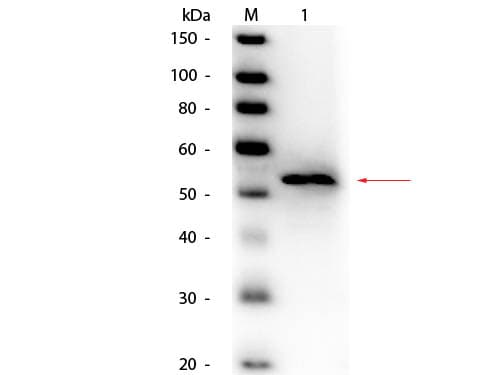 GK / Glycerol Kinase Antibody (Liquid, HRP)