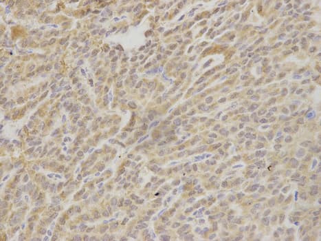 HAX-1 Antibody