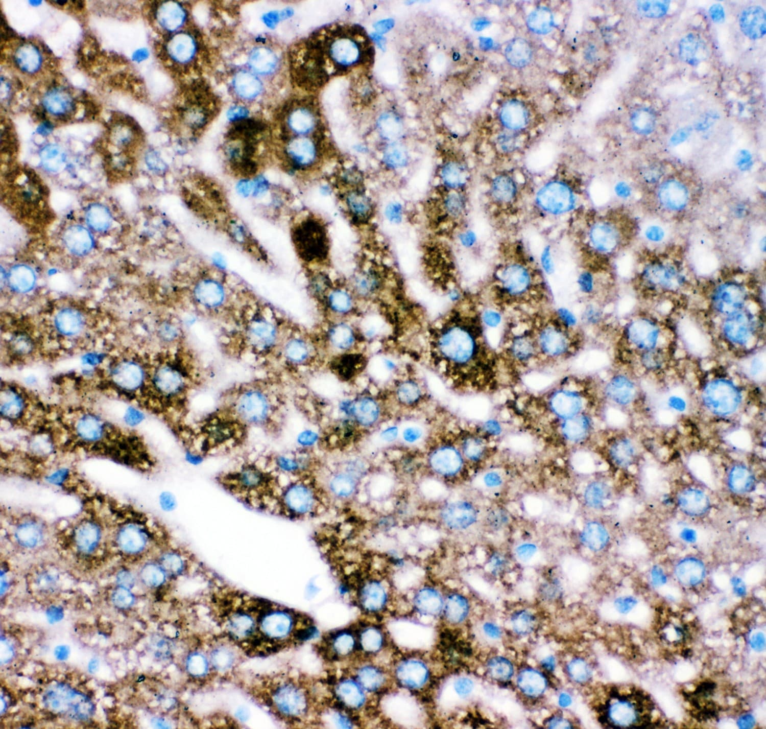CYP2E1 Antibody (aa1-310)