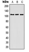 Polyclonal Rabbit anti-Human CNTN3 / Contactin 3 Antibody (Internal, WB)
