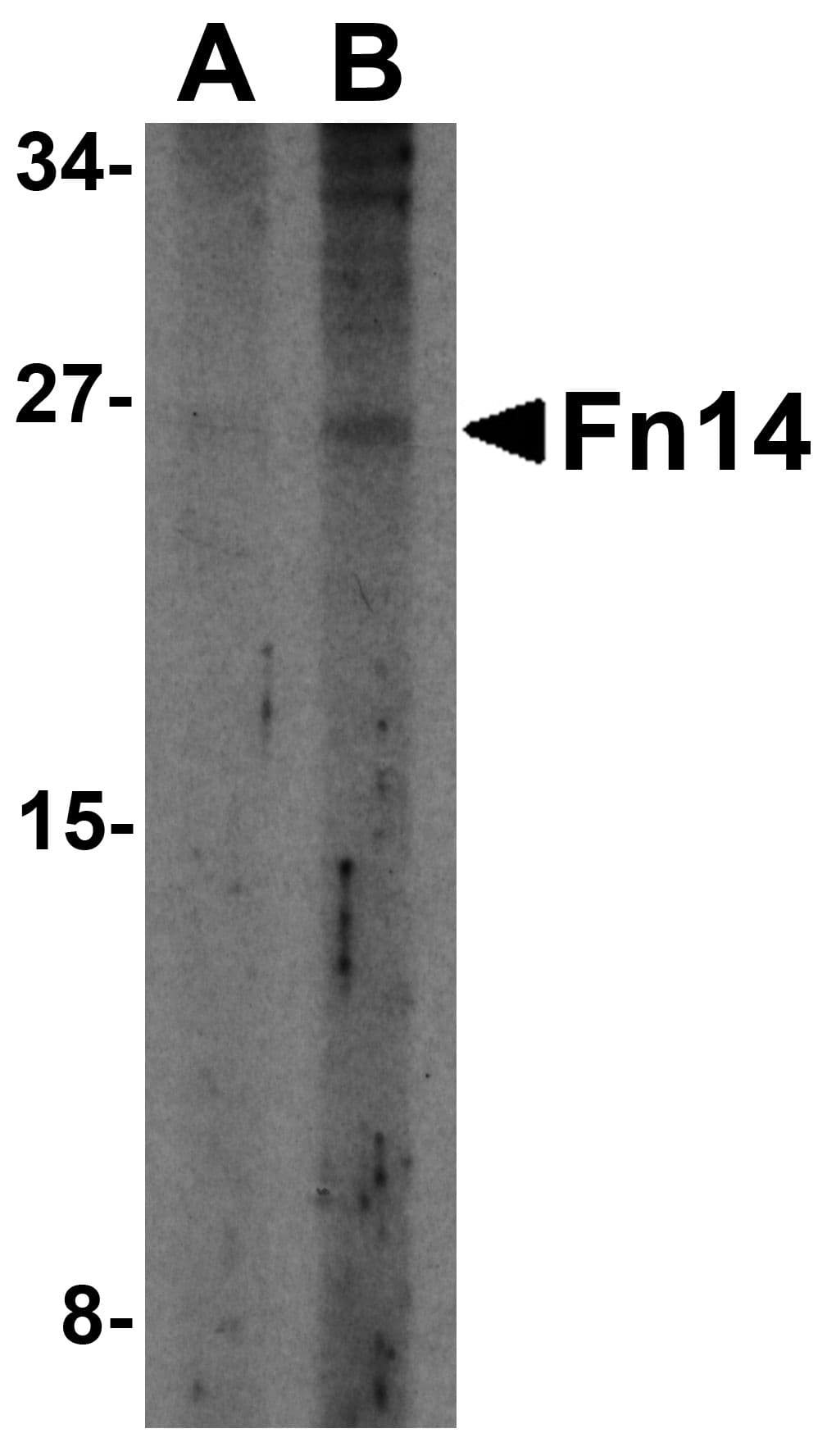 IHC-plus™ TNFRSF12A / TWEAK Receptor Antibody