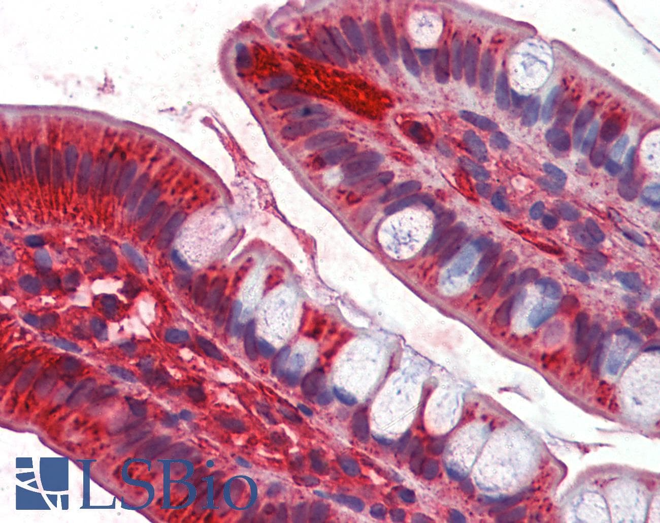 IHC-plus™ Monoclonal Mouse anti-Human APOA4 Antibody (clone 1D4C11, aa21-396, IHC, WB)